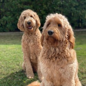 Meet your Posher, Lynsey